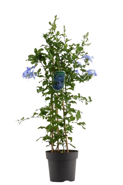 Plumbago Natural Planta de Exterior Resistente y de Fácil Mantenimiento