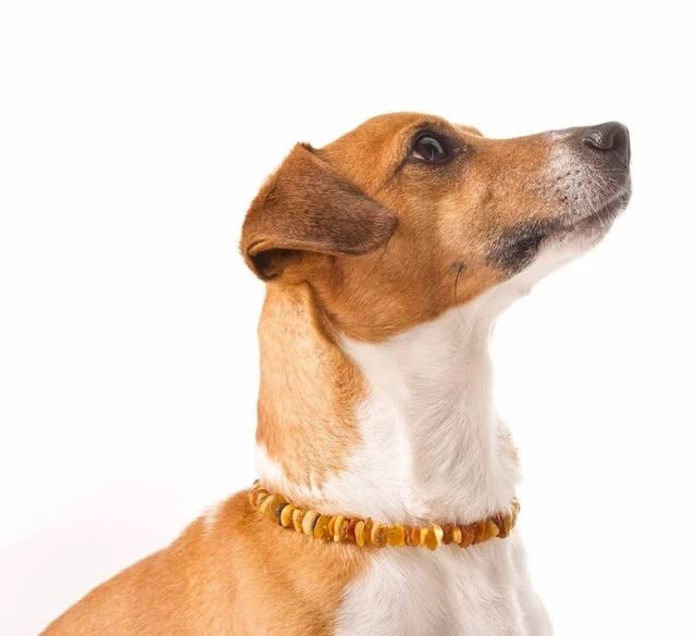 AmberPetCare Bernsteinkette für Hunde und Katzen aus Roh Baltischer Bernstein (40)