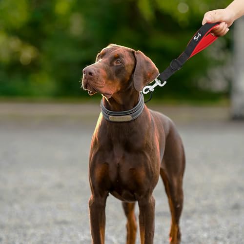 PETTOM Kurzführer Hund mit Griff Strapazierfähigem Nylongewebe Kurze Hundeleine für Hundetraining Geeignet (M: 2.5 x 32 cm, Schwarz)