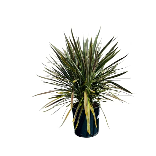 Tropictrees Cordyline Chocolate 100 cm Cover