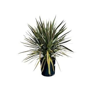Tropictrees cordyline chocolade 100cm
