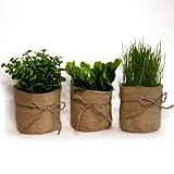 Dimensiones: las plantas artificiales en maceta miden aproximadamente 15cm de alto y 8cm de ancho. Perfecto para la decoración del hogar, cabe en cualquier esquina.