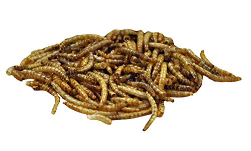 Séchés Mealworm - Wild Bird Feed - baignoire - 100g - Soins oiseaux - Kingfisher