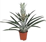 Plant in a Box - Ananas comosus - Topf 14cm - Höhe 45-55cm - Zimmerpflanze - Anti-Schnarch Pflanze