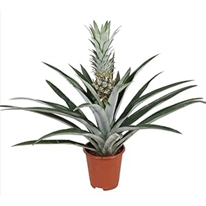 Plant in a Box – Ananas comosus – Tropische Ananasplant – anti-snurkplant – bromeläine enzym – Pot 14cm – Hoogte 45-55cm