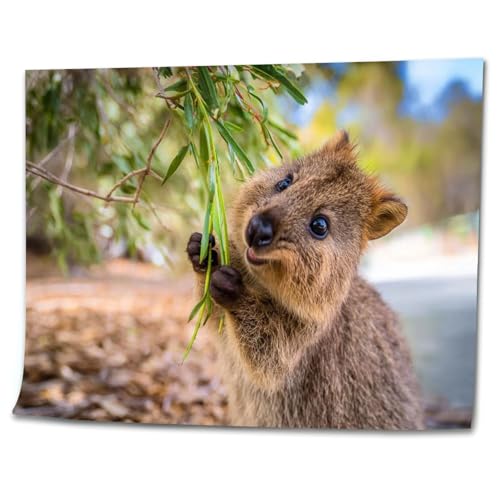 VETEB Paint by Numbers Kit for Adults Beginner Happiest Animal Quokka is Enjoying Swing Being so Happy Rottnest DIY Painting on Canvas by Numbers Acrylic Oil Painting for Home Decor Gifts 16
