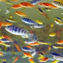 Swimming CreaturesTM 12 Assorted Color Mbuna African Cichlids Exotic Freshwater Aquarium Fish Size Approx 1-1.5"