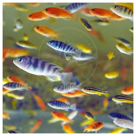 Vibrant African Cichlids for Aquariums