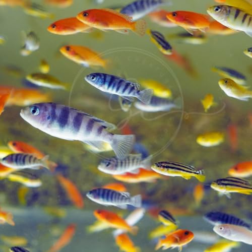 9 Assorted Mbuna African Cichlids