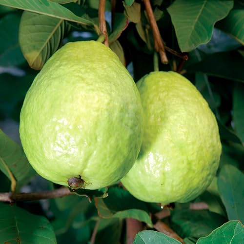 Image of Hidden Enterprise Thai 7 Guava Live Fruit Plant Premium Thai Sweet Variety | Height 1.5-2 Feet | Without Pot | Ideal for Home Garden Balcony Terrace Outdoor Growing with Healthy Roots