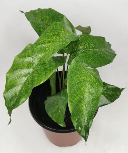 Calathea Musaica Network Prayer Plant - Live Plant in a 4 Inch Pot - Calathea Musaica - Beautiful and Elegant Indoor Houseplants from The Nursery