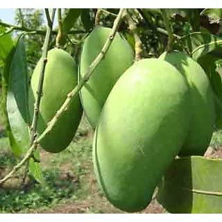 See full amazon price history chart for SANJUS Very Sweet Amrapali Mango Grafted Hybrid Bonsai Fruit Tree Healthy Live Plant, for Garden SANJUS Very Sweet Amrapali Mango Grafted Hybrid Bonsai Fruit Tree Healthy Live Plant, for Garden (B0BHX6DZ6G) Amazon Price History, Amazon Price Tracker