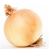 ITANSE 玉ねぎ抜き苗 品種:ソニック(早生) 2束(100本)【品種で選べる野菜苗/抜き苗】玉しまり良好な早生。夏までの貯蔵も可能。●玉は甲高の大玉によくそろい、早どりができる早生種。●玉の色ツヤがよく、首部も細くてよくしまる。1球平均320g。●耐寒性が高く、生育旺盛で作りやすい。●長期保存もできます。