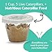Clearwater Butterfly Painted Lady Butterflies - 5 Live Caterpillars to Butterflies - Caterpillars for Butterfly Kit - Mesh Cage Not Included - Live Butterfly Kit - 5 Count