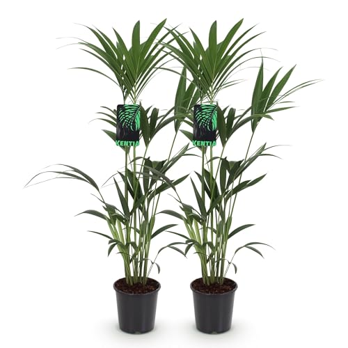 Green boutiQ - Zimmerpflanze - Howea Forsteriana - Kentia Palme - Wenig Pflege - Grün - 2 Pflanzen - Topf 21cm - Höhe 120-130cm