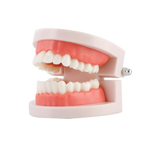 Standard Teeth Model, Adult Standard Typodont Demonstration Teeth Model for Kids Teaching Education Clean Display