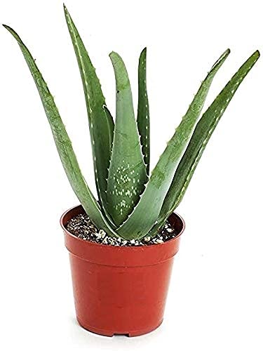 Aloe Vera Indoor and Outdoor House Office Live Ayurveda Plant with Pot (B0978SZFT5) Amazon Price History, Amazon Price Tracker