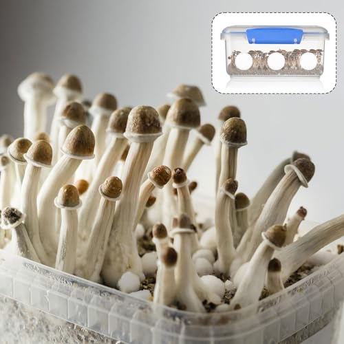Image of 24pcs 2.5 inch Monotub Adhesive Filter Disks, 0.12in Thick Breathable Mushroom Monotub Filter Pads Practical Mushroom Supplies Filtration Patches Replacement Accessories