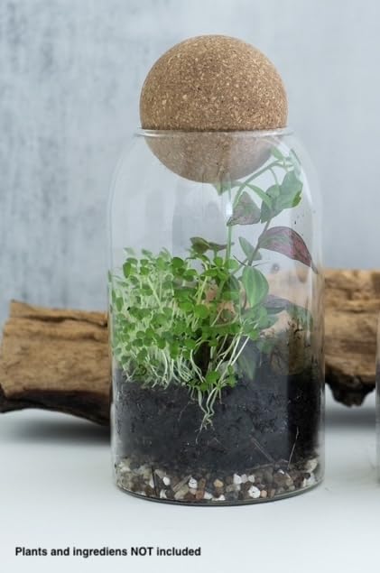 Glass Terrarium with Airtight Wood Lid (Ball Cork) | Closed Terrarium Planter | Clear Glass Bottle Jar Container | 800ml / 27oz | Moss Terrarium Jar | Indoor Ecosystem Decoration Gifts (Only Jar) - Image 6
