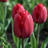 DUTCH BULBS EXCLUSIVE PLANTS FROM HOLLAND