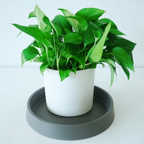 Bleuhome Plant Saucer Tray for Ceramic Plastic Pots, 12 inch Plant Saucers for Indoors, Pot Saucers Trays, Bird Bath Bowls, Flower Planter Water Drip Trays for Pots Base (12", Gray) by Bleuhome - Used condition - Image 5