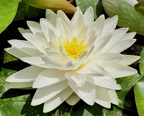 Les graines de nénuphar rustiques,de belles plantes de balcon,peuvent être hydroponiques seules ou conservées dans des aquariums.Plantes en pot d'intérieur Cover