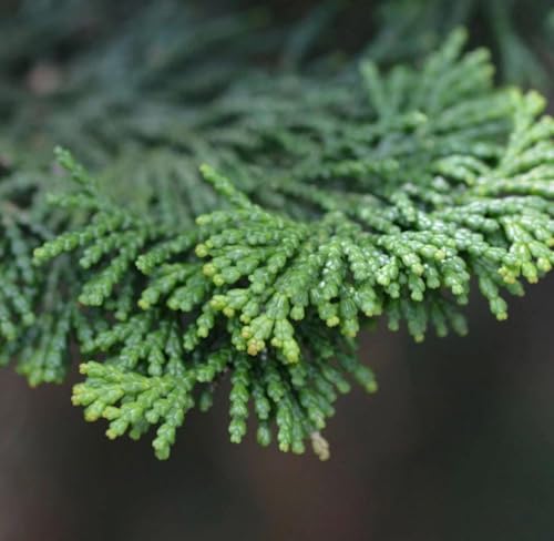 Aceite Esencial de Hinoki Orgánico Puro 5 mL miniatura 3