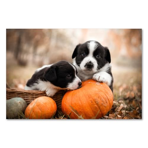 Postereck - 3776 - Hundewelpen, Tier Hund Kürbis Geschwister Natur - Wandposter Fotoposter Bilder Wandbild Wandbilder - Poster - DIN A4-21,0 cm x 29,7 cm
