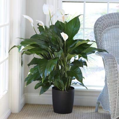 Occident Live Peace Lily or Spathiphyllum Plant (Pack of 1) (Size 6-12 Inch Plant) Air purifier Good luck plant with Black Plastic Square shape Pot (1)-image-48