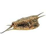 Vendu à l'unité - Poisson naturalisé cowfish quadricornis, pour les amateurs de taxidermie.﻿ La taille indiquée est la mesure du corps seul dans le sens de la longueur, hors antennes et queue. Les illustrations sont présentées à titre d'exemple. Les poissons sont naturels et chacun est unique, quelques nuances peuvent exister.