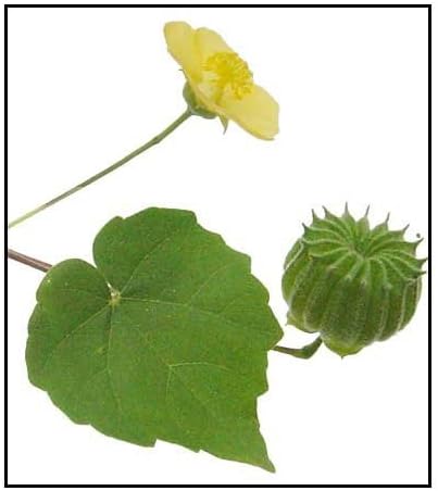 ShubhBhakti Atibala Kangi Indian Mallow Abutilon Indicum (50 g)