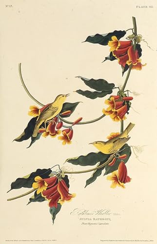 Décoration de la chambre à coucher : grande toile oiseaux d'Amérique Audubon 60x90cm