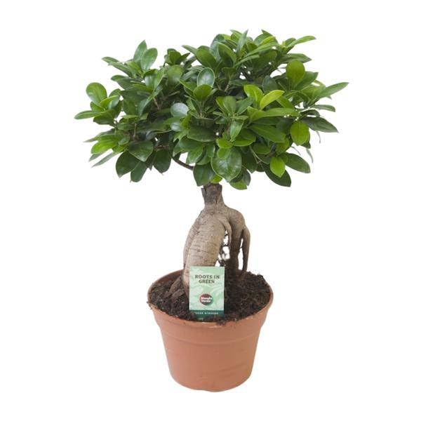 Chinesische Feige Ficus Ginseng Zimmerpflanze Ø17cm 40cm – pflegeleichte Grünpflanze für Wohnzimmer, Büro & helle Standorte kaufen