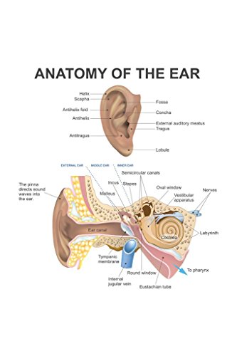 Anatomy Of The Human Ear Diagram Chart Cool Wall Art Print Poster 24x36