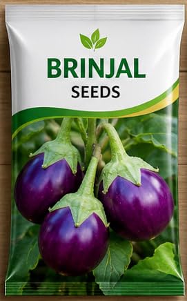 Desi Baigan Seeds Organic Live Plant Seeds for Home Gardening Balcony Summer Use Pack of 60-image-40