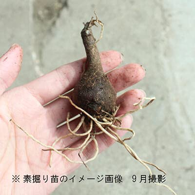 Amazon.co.jp: 【紫桜館山の花屋】キツネノカミソリ 素掘り苗20球 球根