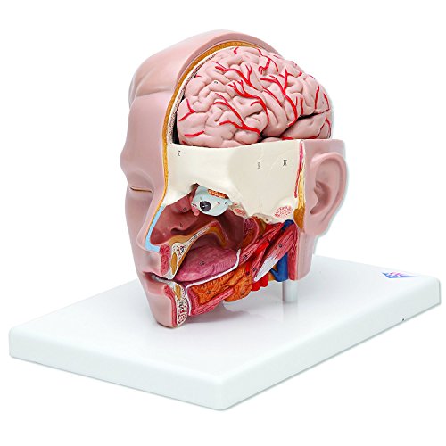 Image of 3B Scientific C09 /1 Head Model 6-part - 3B Smart Anatomy