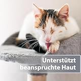 Felisept Mikro Silberspray für Katzen 75ml - Silberspray Katze gegen Juckreiz, Wundspray Katzen, Schmerzfrei & ohne Aluminium & kolloidales Silber, Einfache Anwendung