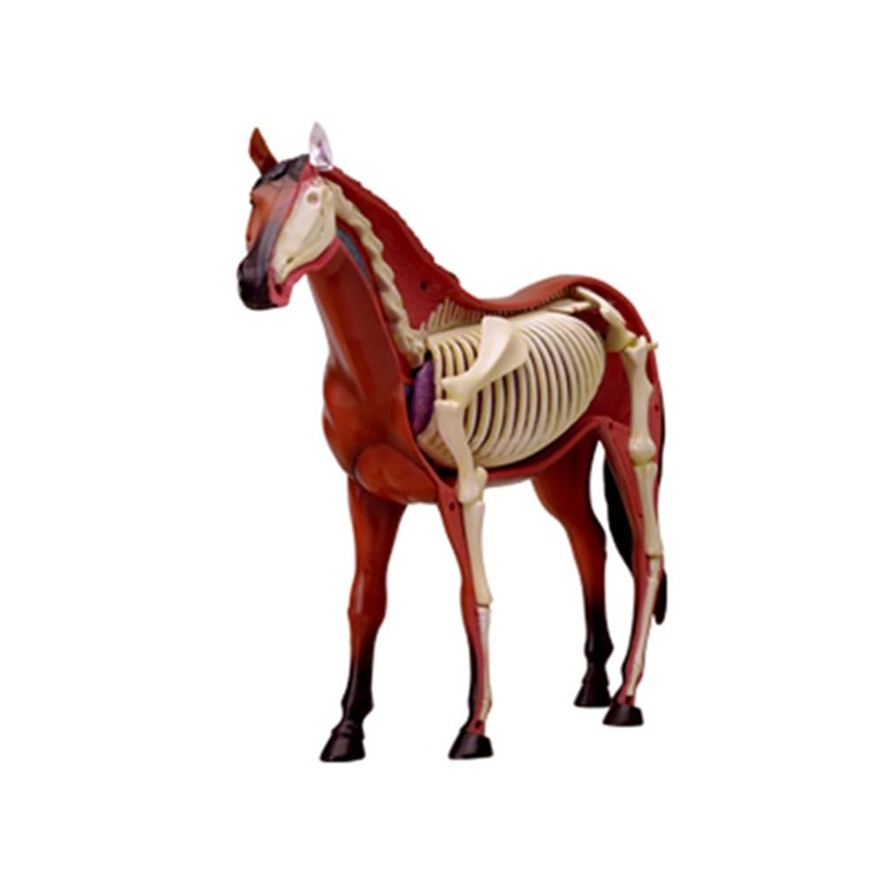 Modèle D'Anatomie D'Organe Animal 4D Cheval Intelligence Assemblage Jouet Enseignement Modèle D'Anatomie DIY Appareils Scientifiques Populaires
