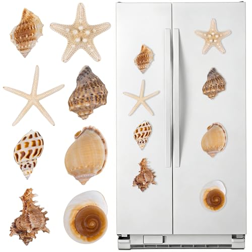 Imanes decorativos de conchas marinas 8 piezas