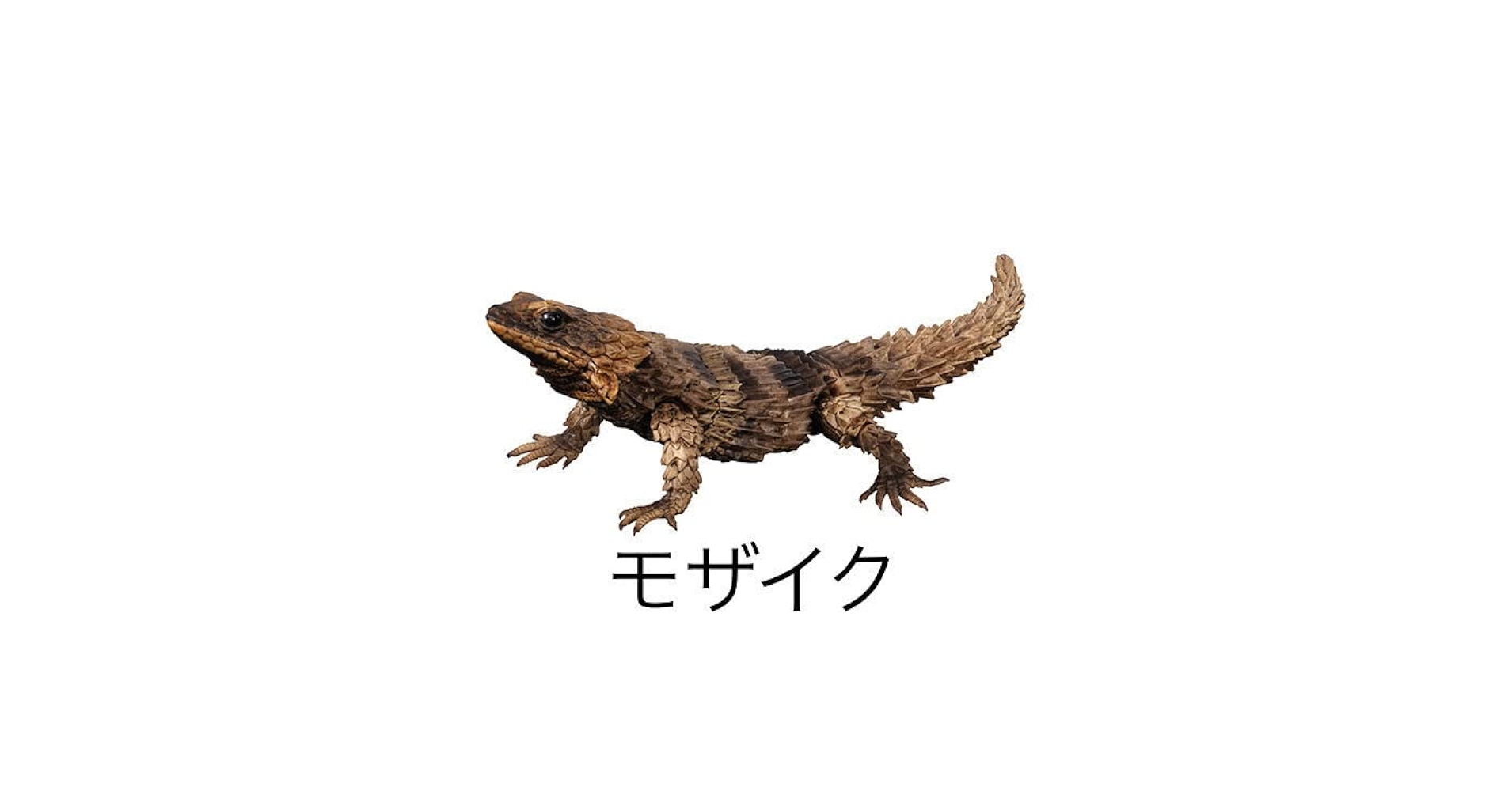Amazon.co.jp: いきもの大図鑑 アドバンス アルマジロトカゲ