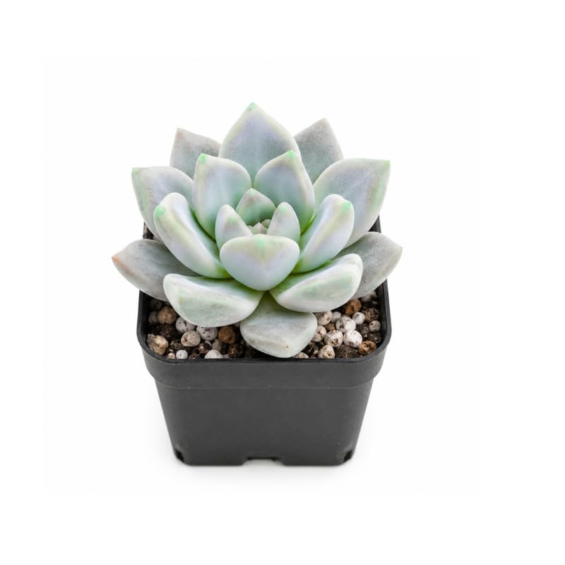 Live Succulent Pachyveria Draco, 2 Inch Pot Rare Succulent Plant Live, Easy Care, Beautif…