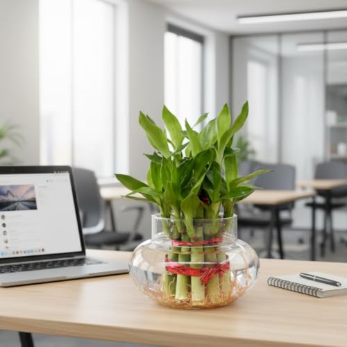 PlantsMart Two Layer Lucky Bamboo with Glass Pot - Image 4
