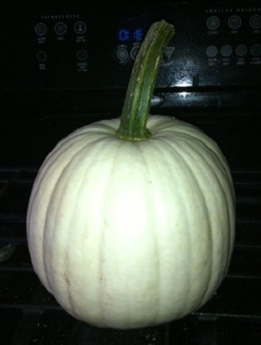 Cucurbita Pepo - Bottle Gourd Or Pilgrim's Gourd (1 Pack Of Seeds - Foto 9