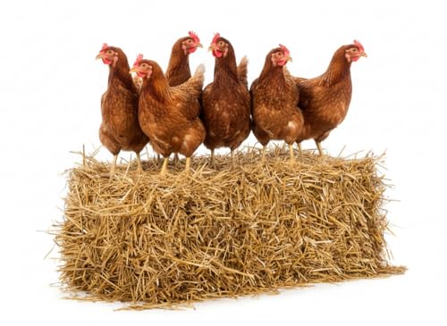 Litière en paille bio 10 kg pour poulets, chevaux, poules, ânes, poulains - paille dépoussiérée, naturelle, absorbante, écologique, thermique - litière...