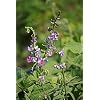 Hyacinth Bean 15 Seeds (Lablab purpureus) Heirloom - Open Pollinated - Untreated Seed