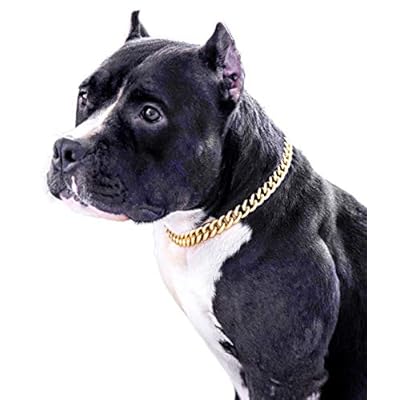 14k gold dog collar