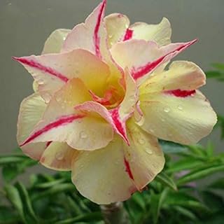 Green Seeds Co. Pink Plants Del Desert Fiori di Fiori Adenium Obsum Office Bonsai from Interior Plan Mini Garden of Vase Plants 1 Particles/Lot: White: Only Seeds