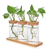 Riisoyu 3 Stück Pflanzenterrarium, Propagation Station mit Holzsockel Glas Terrarium Vase Pflanzen Propagation Station Glas Terrarium Vase Modern Kleine Vasen für Hydrokultur Pflanzen und Tischdeko