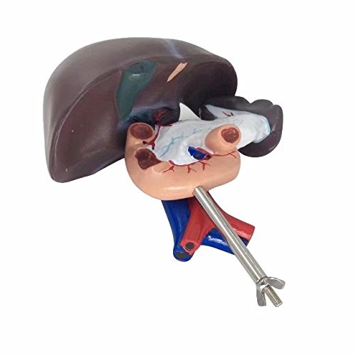Image of BoNew Human Liver Pancreas Duodenum Anatomical Anatomy Model Medical Model Life Size